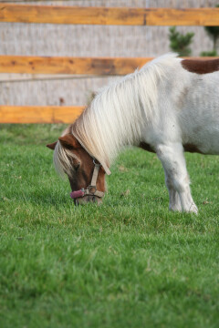 43xz29nk